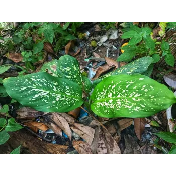 Natural Ornamental Plant